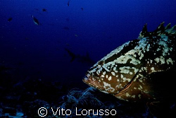 Fishs by Vito Lorusso 